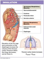 Pulmonary ventilation: expiration