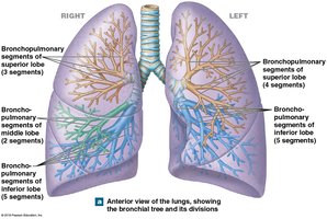Anterior view of the lungs, showing bronchial tree divisions