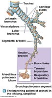Branching pattern of bronchi in the left lung
