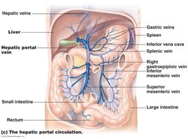 Hepatic portal circulation