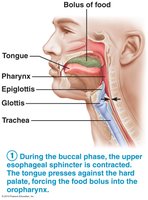Buccal phase of swallowing