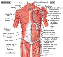 Superficial and deep muscle layers