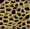 Microscopic image of cork cells