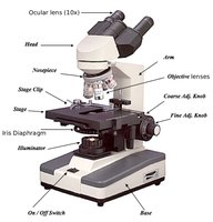 Labeled diagram of a compound light microscope