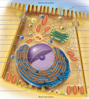 Labeled diagram of an animal cell with organelles