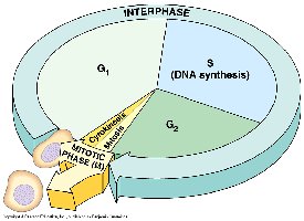 Diagram of the cell cycle with interphase and mitosis