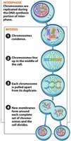 Diagram of mitosis stages