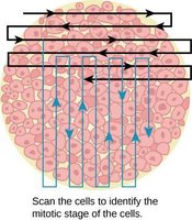 Microscopic images of mitosis stages in cells