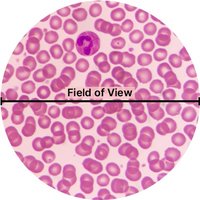 Microscope field of view with labeled diameter