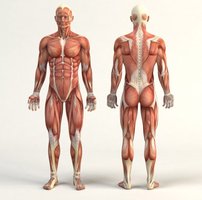 Anterior and posterior views of the human body in anatomical position