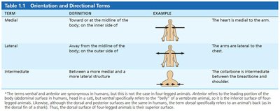 Orientation and directional terms