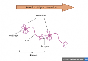 Diagram showing neuron structure and direction of signal transmission