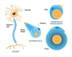 Diagram showing Schwann cells and myelin sheath formation