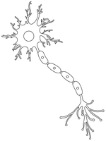 Diagram showing neuron structure with nodes of Ranvier