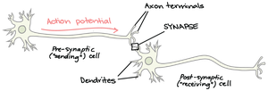 Diagram showing synapse between two neurons