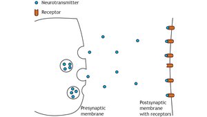 Diagram showing neurotransmitter release and receptor binding