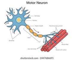 Diagram of a motor neuron connecting to muscle fibers