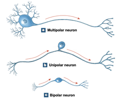 Diagram comparing multipolar, unipolar, and bipolar neurons
