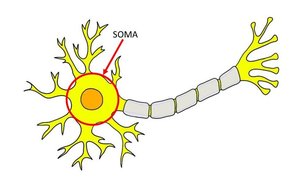 Diagram highlighting the soma of a neuron