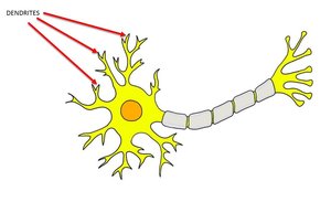 Diagram highlighting dendrites of a neuron