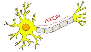Diagram highlighting the axon of a neuron