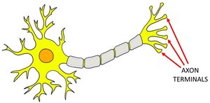 Diagram highlighting axon terminals of a neuron