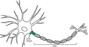 Diagram highlighting the axon hillock of a neuron