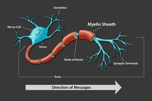 Diagram showing myelin sheath and direction of message transmission
