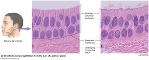 Stratified columnar epithelium