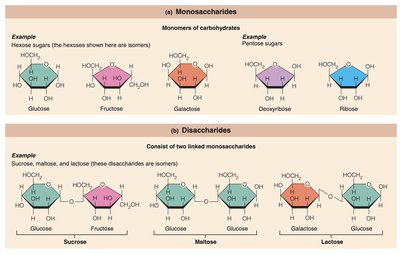 Monosaccharides and disaccharides