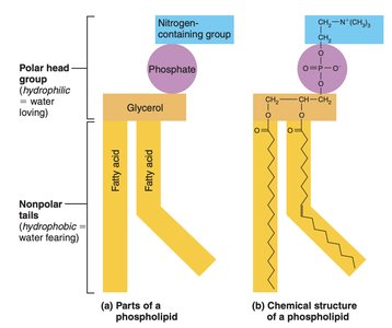 Phospholipid structure