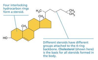 Steroid structure (cholesterol)