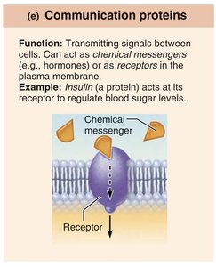 Communication protein (insulin)