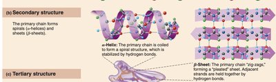 Secondary and tertiary protein structure