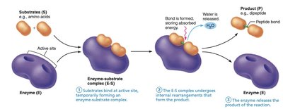 Enzyme mechanism of action