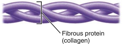 Fibrous protein (collagen)
