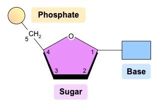 DNA nucleotide structure