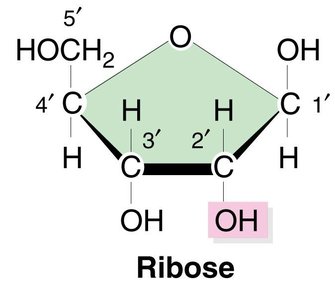RNA nucleotide structure