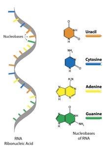 RNA structure and nucleobases