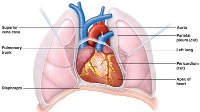 Diagram of organ systems