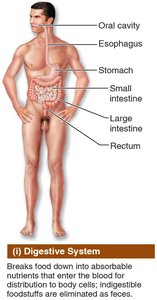 Digestive system diagram