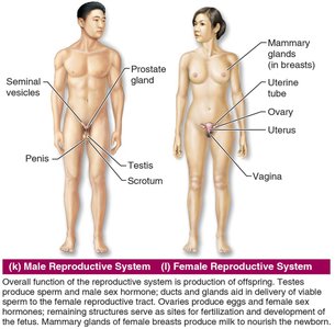 Reproductive system diagram
