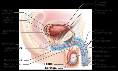Sagittal section of male reproductive system showing labeled structures including testis, scrotum, penis, prostate, seminal vesicle, and ducts