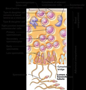 Diagram of spermatogenesis in the seminiferous tubule