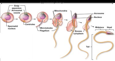 Stages of spermiogenesis from spermatid to mature sperm