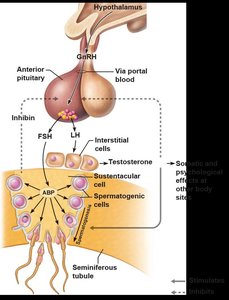 Hormonal regulation of male reproductive function (HPG axis)
