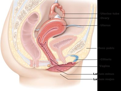 Sagittal section of female reproductive system showing uterus, ovary, uterine tube, vagina, and external genitalia