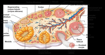 Ovary with labeled corpus luteum and ovulated oocyte