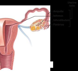 Uterine tube with labeled regions: ampulla, isthmus, infundibulum, fimbriae