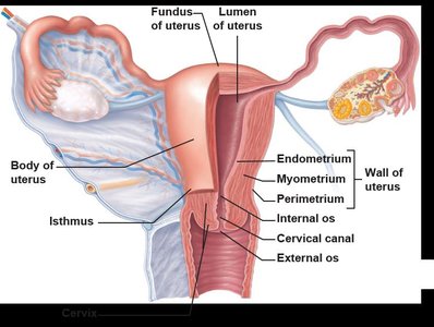 Frontal section of uterus showing wall layers and cervical canal